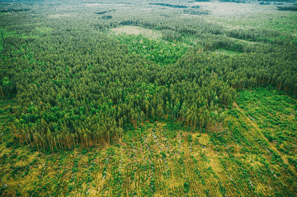 Case Study Forestry SOSLone workers are essential in many industries, and assignments often require individuals to work in remote areas outside of cellular service. To ensure employees’ safety, companies must be able to communicate with lone workers even