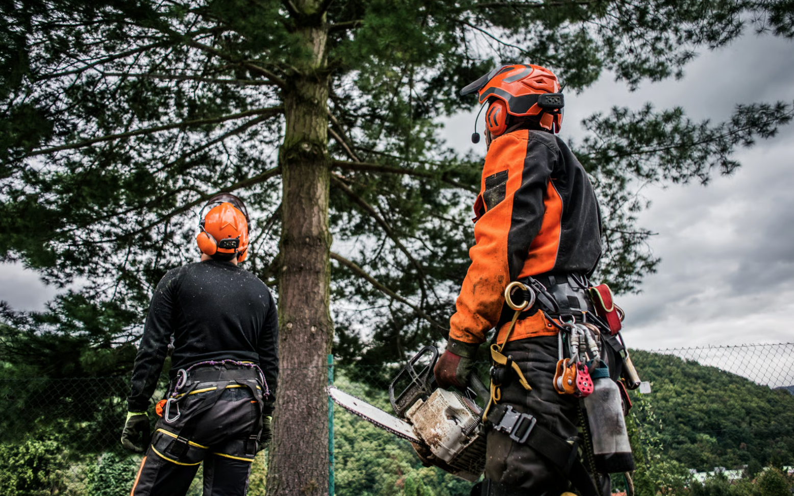Case Study: Forestry