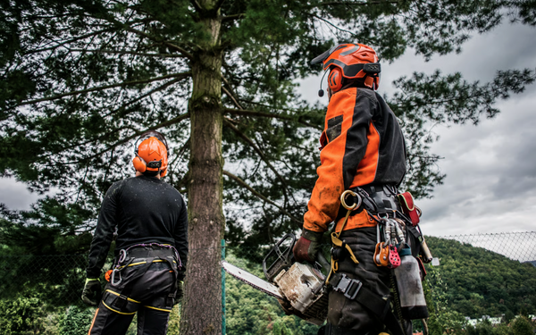 Case Study: Forestry